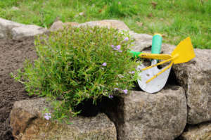 Shrub planting