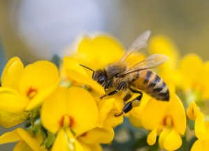 Pollination