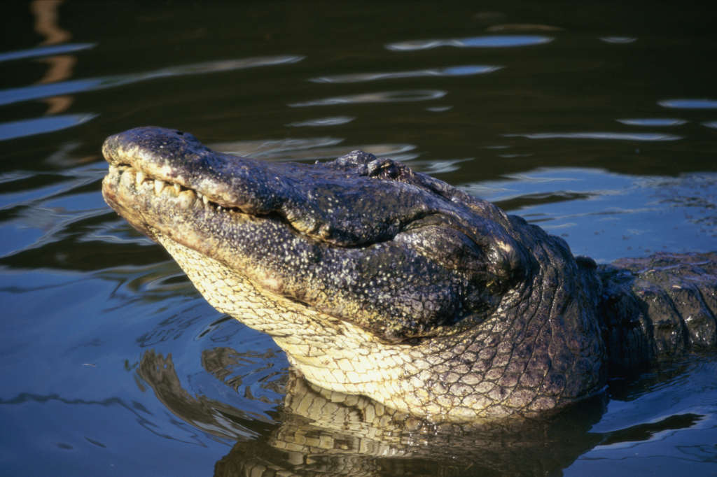 High angle view of an American Alligator (Alligator mississipiensis)