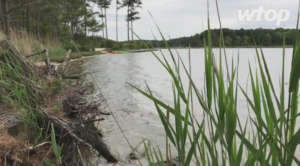 Delaware marsh