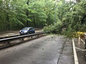 Downed tree