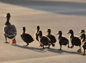 Ducks