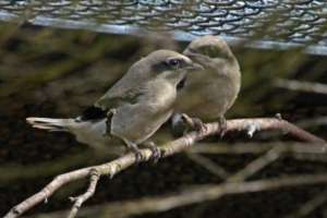 Loggerhead shrike chicks 2017