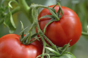 Tomato ts