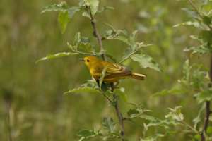Warbler