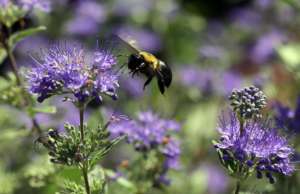 Pesticide Makers Bees