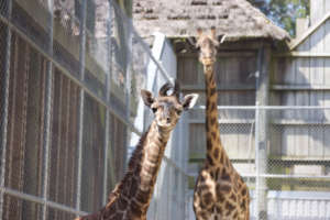 BabyGiraffeVirginiaZoo