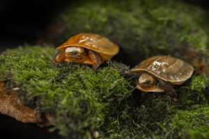Indochinese box turtle hatchlings