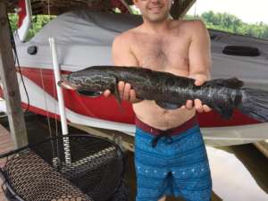 WKIND SNAKE