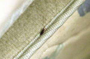 Smart Spending Bedbugs