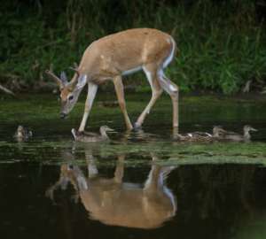 Deer