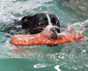 Aquatic Paws 1 Featured Image