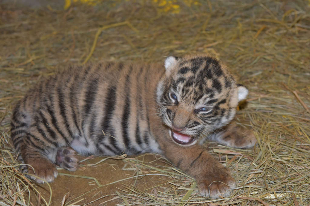 Tiger Cub2