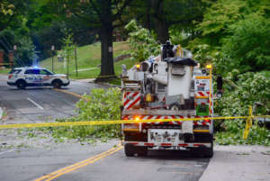 Tree in Road