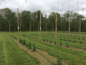 UMD hop yard