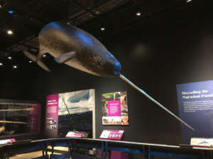 WHALE