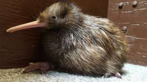Kiwi