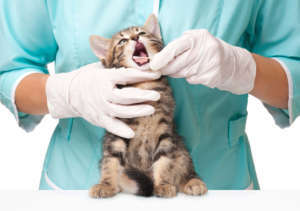 Cute kitten