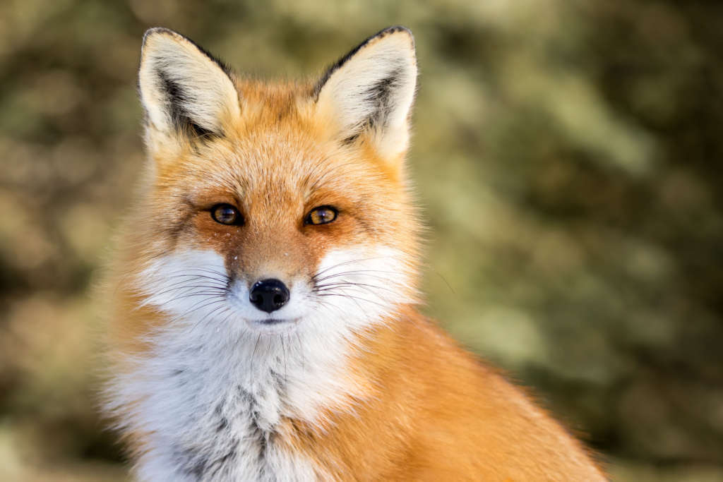 Red Fox Vulpes vulpes