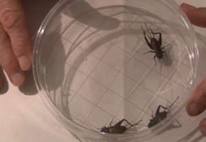 100917 crickets