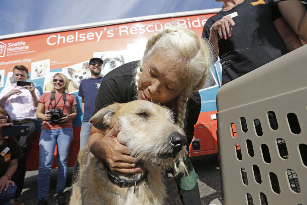Harvey Shelter Animals