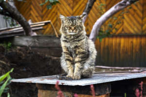 Old furry Siberian cat with closed eyes