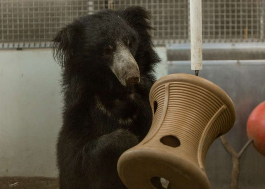 SLOTH BEAR