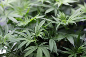 Sessions Pot Crackdown AP