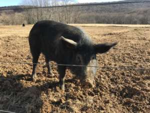 Spring House Farm