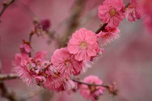 Japanese Apricot 2 Botanic G Dildine