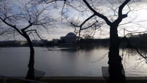 Cherry Blossom 3 KST WTOP