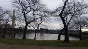 Cherry Blossom 4 KST WTOP
