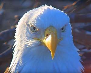 EarthConservationCorps Liberty