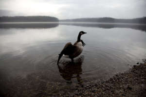 Goose AP