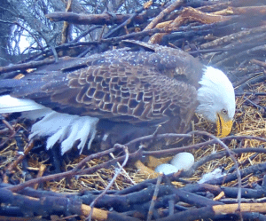 Liberty Second Eagle Egg