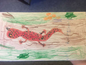 Salamander drawing courtesy office of Del