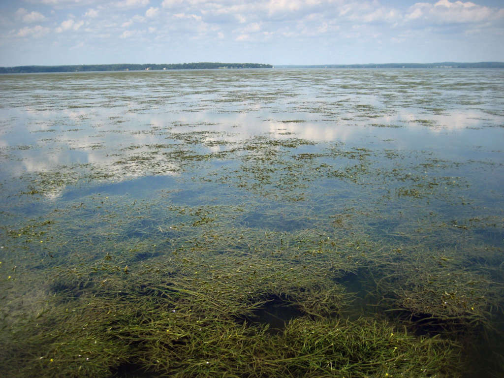 030718 aquatic grass