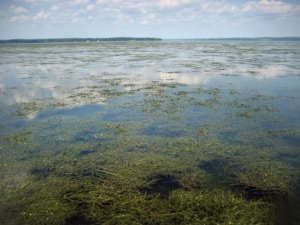 030718 aquatic grass