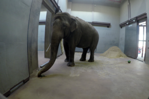 0323 elephant