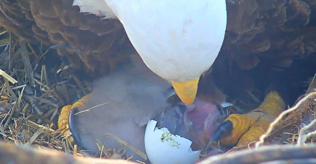 2nd eaglet