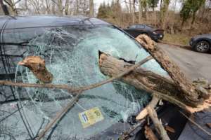 Downed tree car