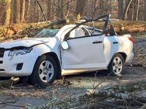 Downed tree car wind