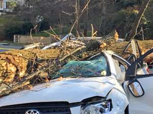 Downed tree car wind