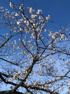 Cherry blossom indicator tree