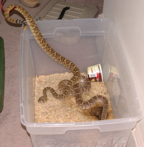 Snakes