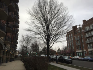 March Flurries PRO