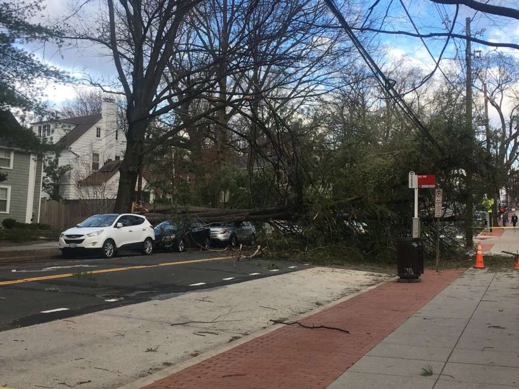 New Mexico ave downed tree