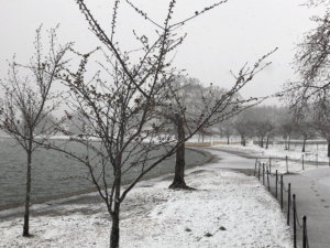 Peak Bloom pushed back