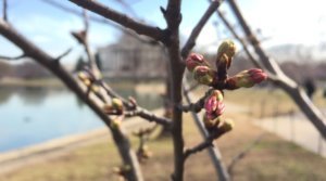 Cherry blossoms