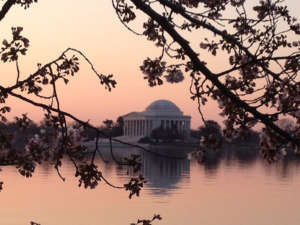 Cherryblossom4